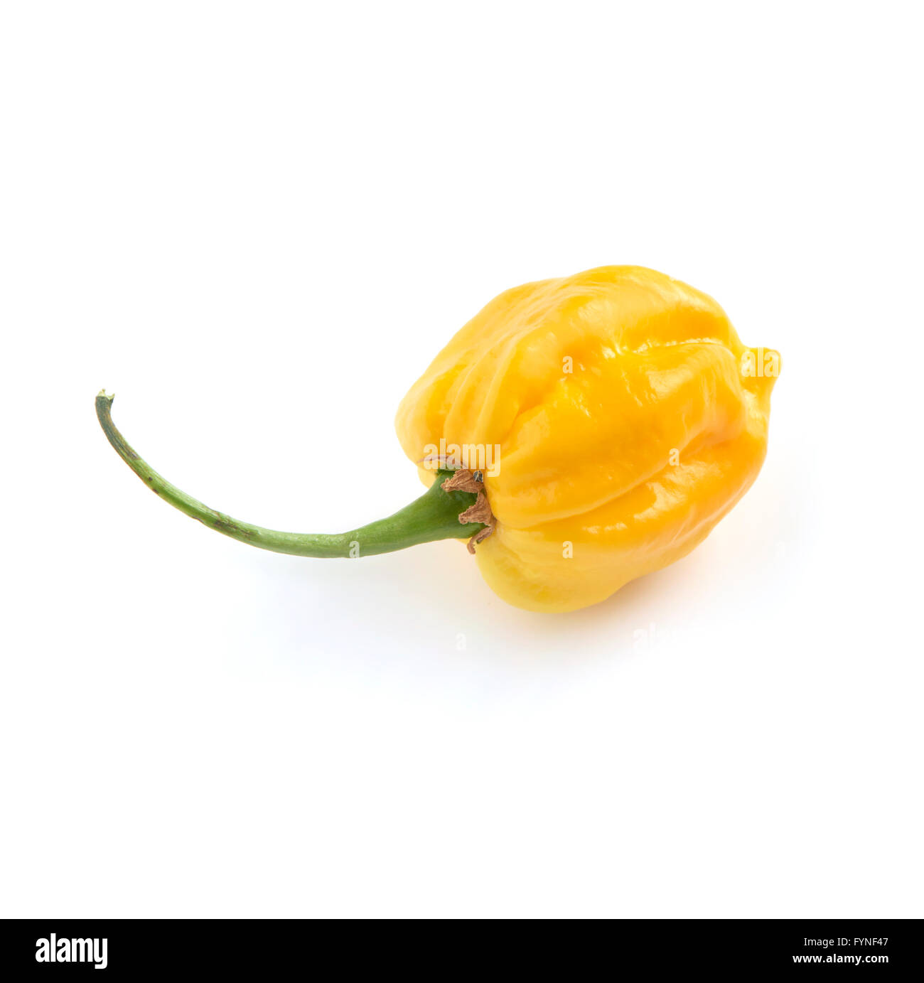 Giallo rotondo peperoncino habanero su uno sfondo bianco con una morbida ombra Foto Stock