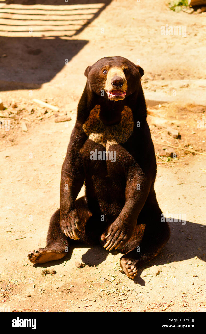 orso di Sun Foto Stock