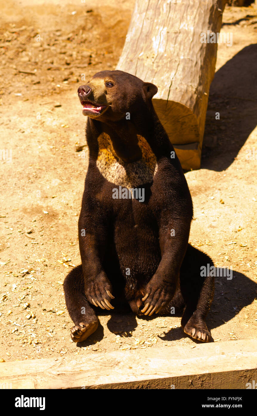 orso di Sun Foto Stock