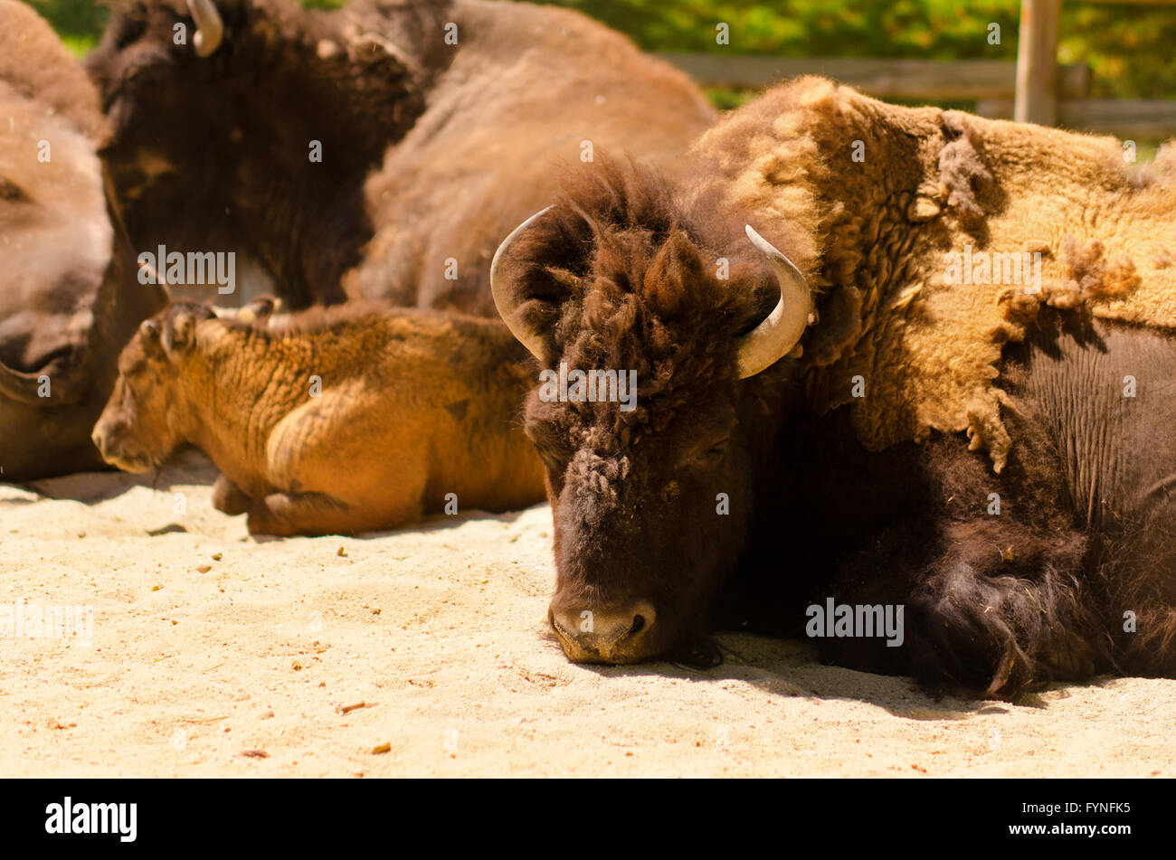 Bisonte americano Foto Stock Bisonte americano Foto Stock