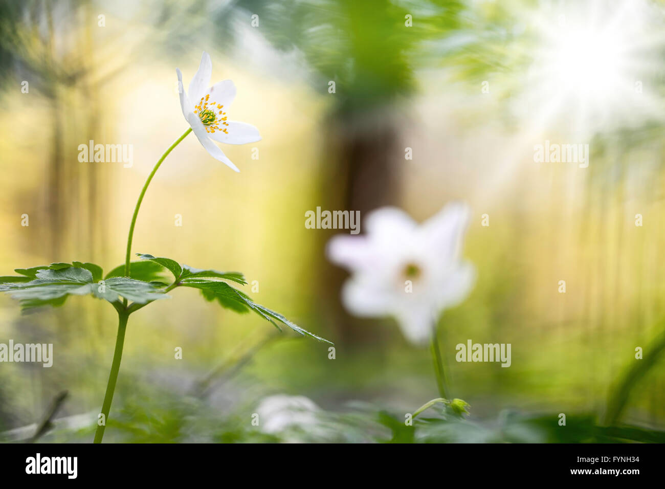Molla di fiori selvatici della foresta fiaba. Anemone legno fiori selvatici Tappeto pavimento di foresta mentre il sole irrompe attraverso il baldacchino. Foto Stock