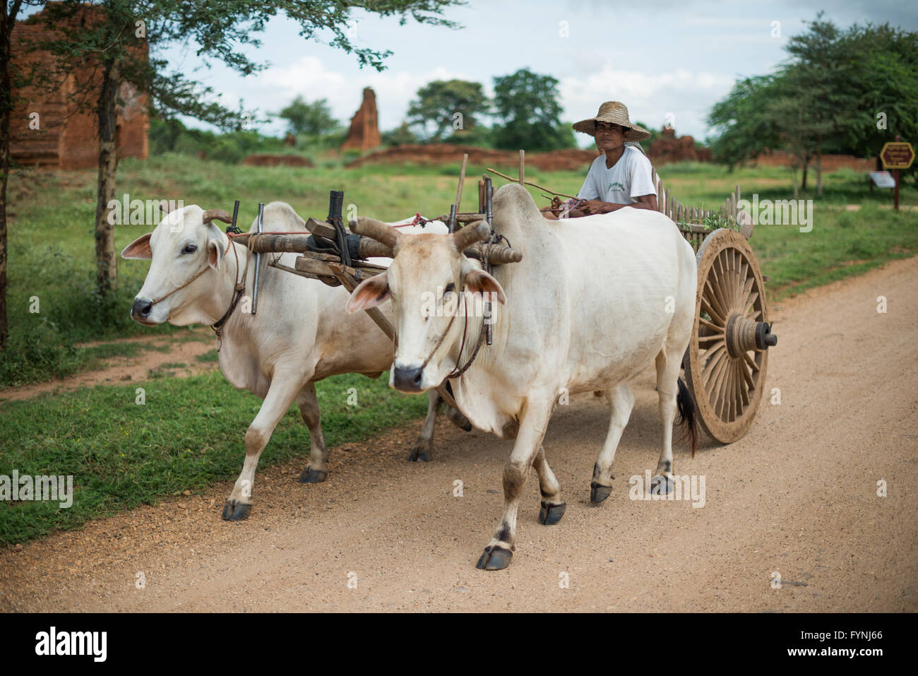 OX Cart Bagan Myanmar // BAGAN, Myanmar — Un uomo di un villaggio vicino al gruppo Paya-thone-zu guida un carro di buoi carico di prodotti lungo una strada sterrata nella zona archeologica di Bagan. Il gruppo Paya-thone-zu è costituito da tre templi buddisti del XIII secolo interconnessi situati nella città vecchia di Bagan. La zona archeologica comprende oltre 2.000 antichi templi buddisti, pagode e monasteri risalenti al IX-XIII secolo. Bagan fu la capitale del regno pagano dal 1044 al 1297 e rimane uno dei siti archeologici più significativi del Myanmar. L'antica città si trova lungo il fiume Foto Stock