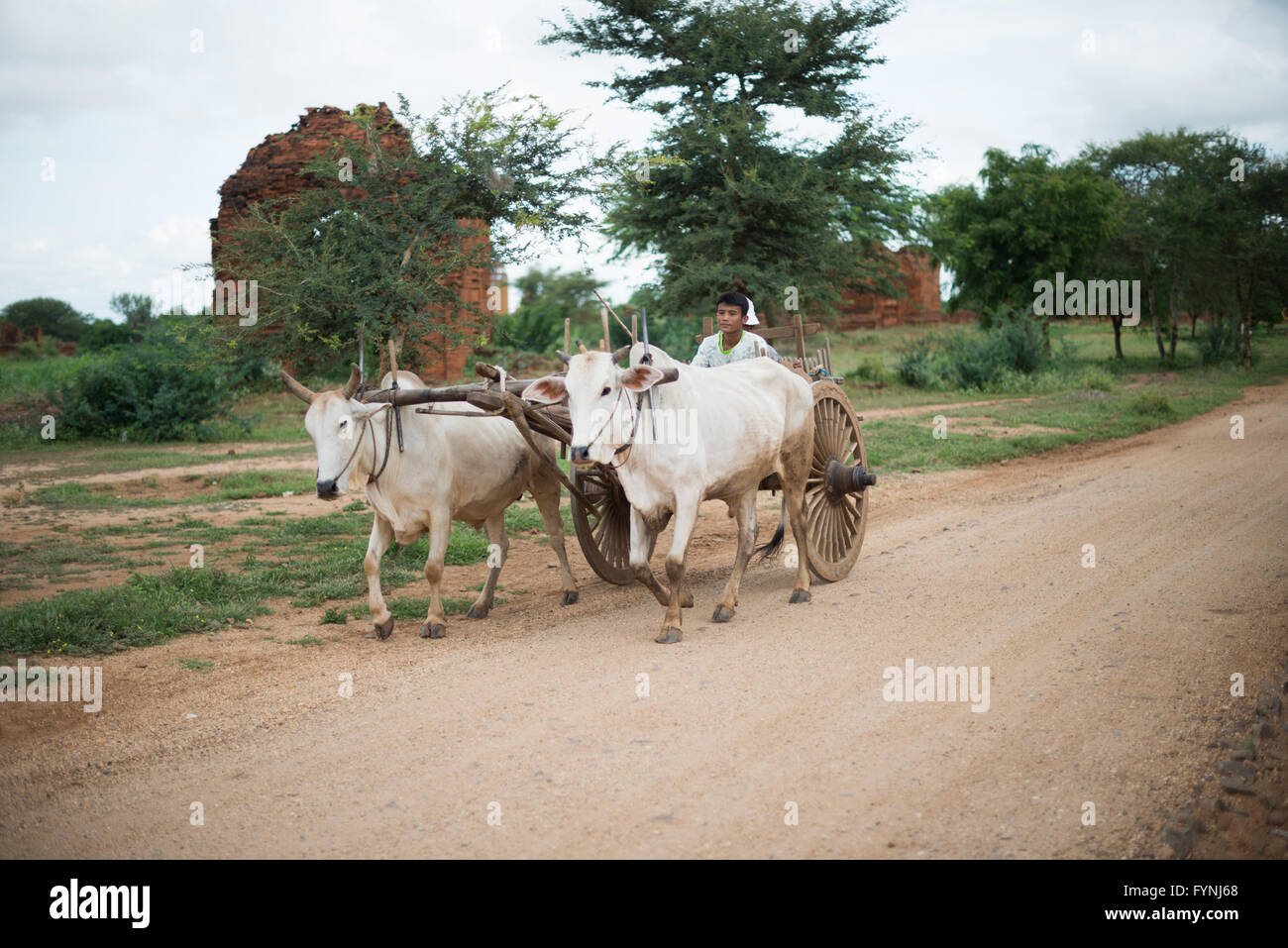 Carrello OX nella zona archeologica di Bagan Myanmar // BAGAN, Myanmar — Un uomo di un villaggio vicino al gruppo Paya-thone-zu guida un carro di buoi carico di prodotti lungo una strada sterrata nella zona archeologica di Bagan. Il gruppo Paya-thone-zu è costituito da tre templi buddisti del XIII secolo interconnessi situati nella città vecchia di Bagan. La zona archeologica comprende oltre 2.000 antichi templi buddisti, pagode e monasteri risalenti al IX-XIII secolo. Bagan fu la capitale del regno pagano dal 1044 al 1297 e rimane uno dei siti archeologici più significativi del Myanmar. L'antico ci Foto Stock