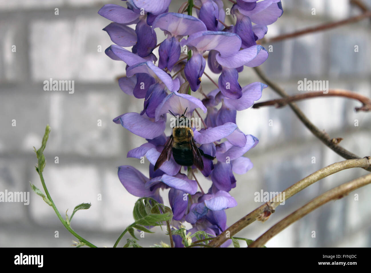 Bumble Bee seduto su un fiore di colore viola Foto Stock