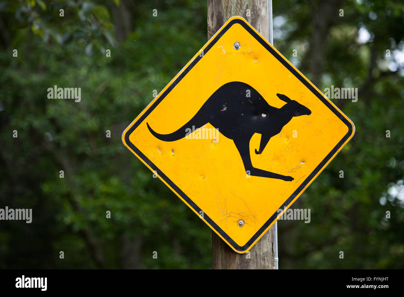 OUTBACK, Australia - Un cartello stradale giallo a forma di diamante che raffigura un canguro che salta sullo sfondo dell'arido paesaggio australiano. L'iconico segnale di avvertimento avvisa i conducenti della presenza di fauna selvatica sulla remota strada dell'Outback. Foto Stock