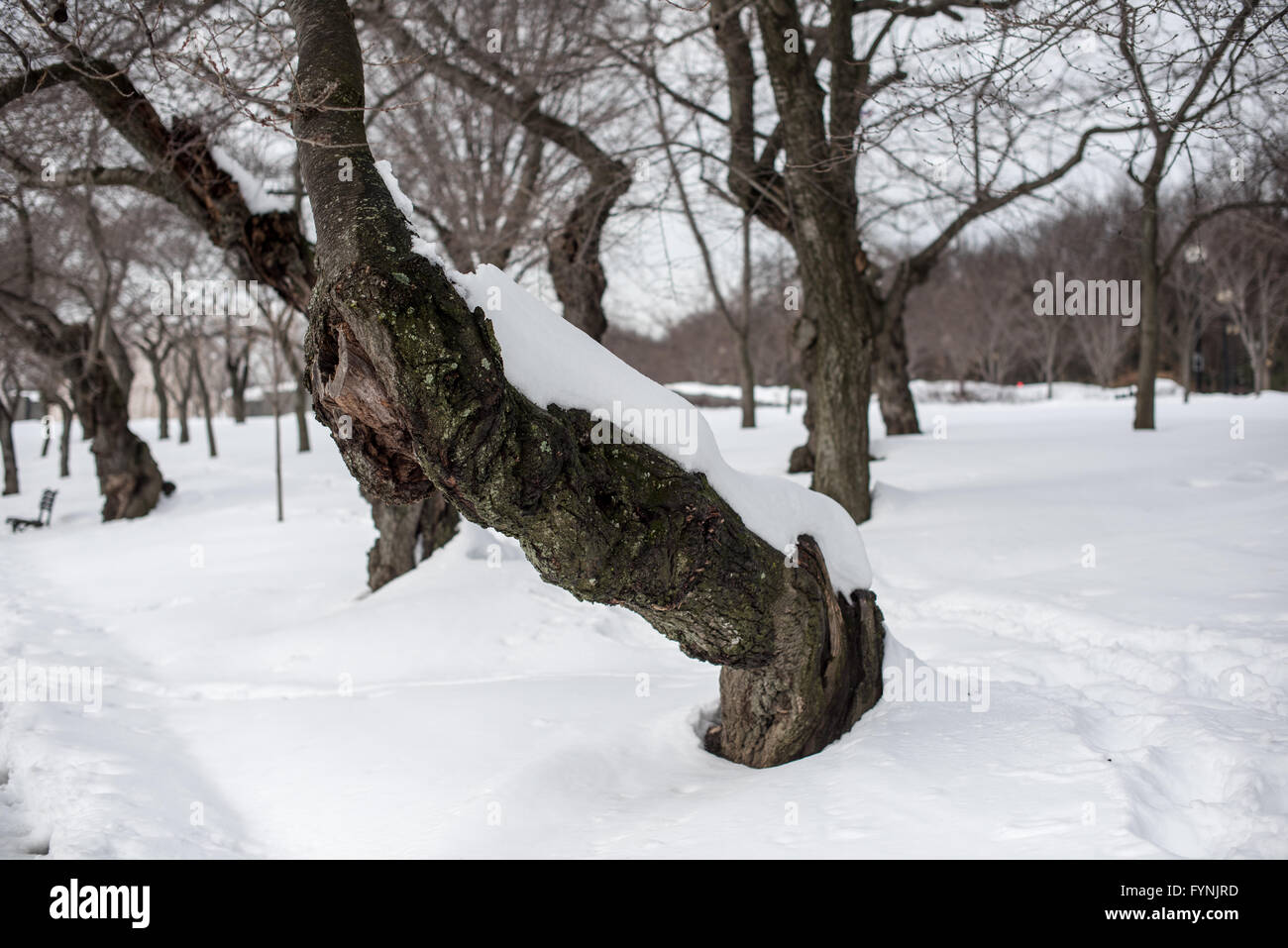 WASHINGTON DC, Stati Uniti: L'area intorno al bacino di Tidal e al West Potomac Park, all'indomani della bufera di Washington DC del gennaio 2016, soprannominata dai locali Snowzilla. Foto Stock