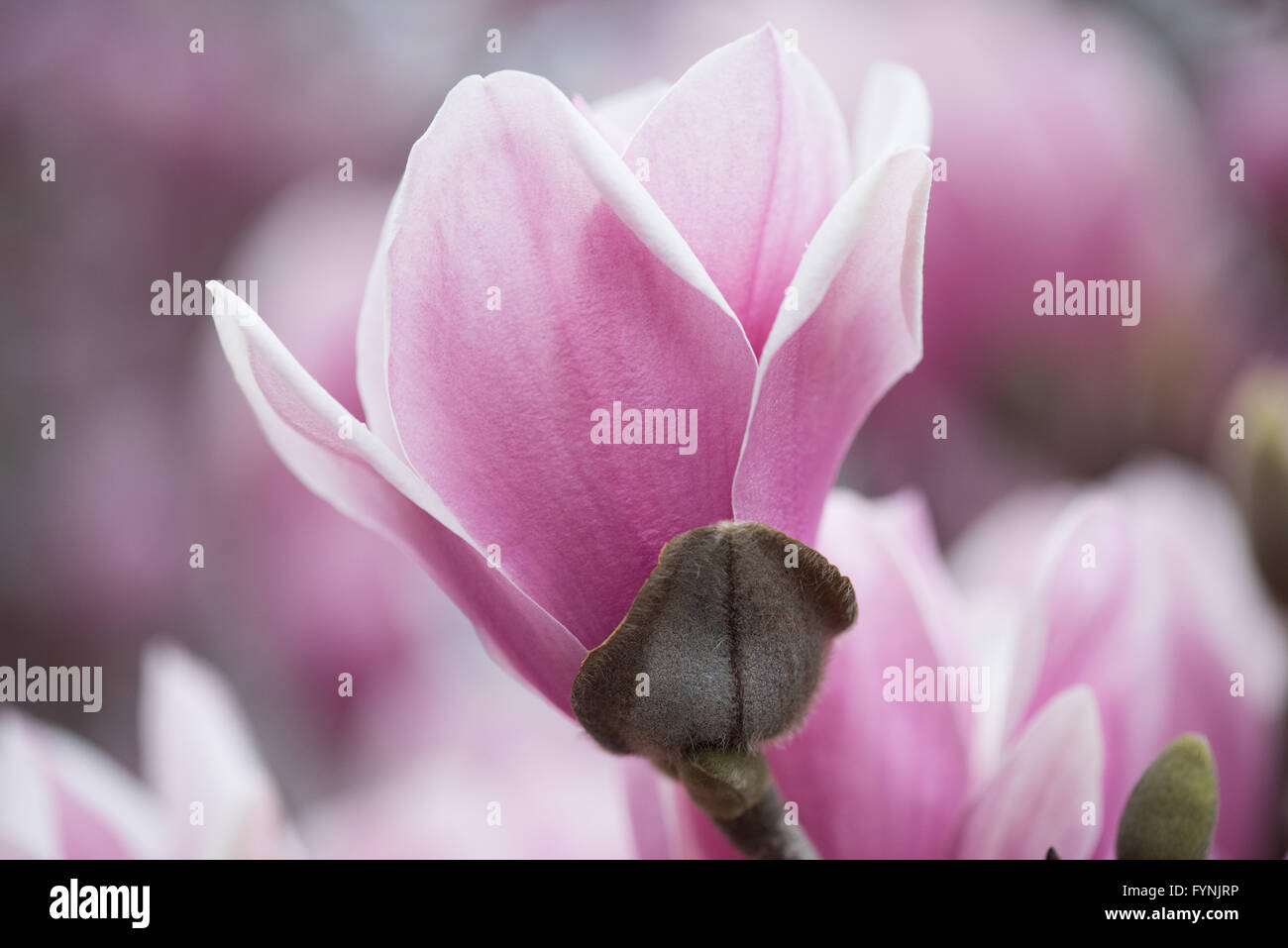 WASHINGTON DC - Un piattino magnolia fiorisce nei giardini del George Mason Memorial. Il memoriale, dedicato a uno dei Padri fondatori d'America, presenta alberi fioriti che costituiscono una delle prime esposizioni primaverili della città. Queste magnolie in genere fioriscono prima dei più famosi fiori di ciliegio. Foto Stock