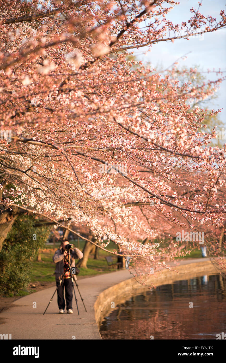 WASHINGTON DC: I fiori di ciliegio fioriscono alla luce del mattino presto lungo il bacino delle maree mentre un fotografo prepara un treppiede. Le migliaia di ciliegi ornamentali presenti in questa zona sono stati donati dal Giappone nel 1912 e sono al centro dell'annuale National Cherry Blossom Festival. Foto Stock