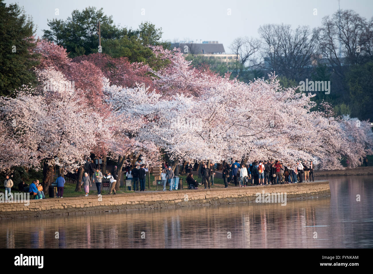 WASHINGTON DC - i ciliegi in fiore attirano folle di visitatori ai margini del bacino delle maree. Gli alberi fioriti, originariamente un regalo dal Giappone nel 1912, sono il fulcro dell'annuale National Cherry Blossom Festival ogni primavera. Foto Stock