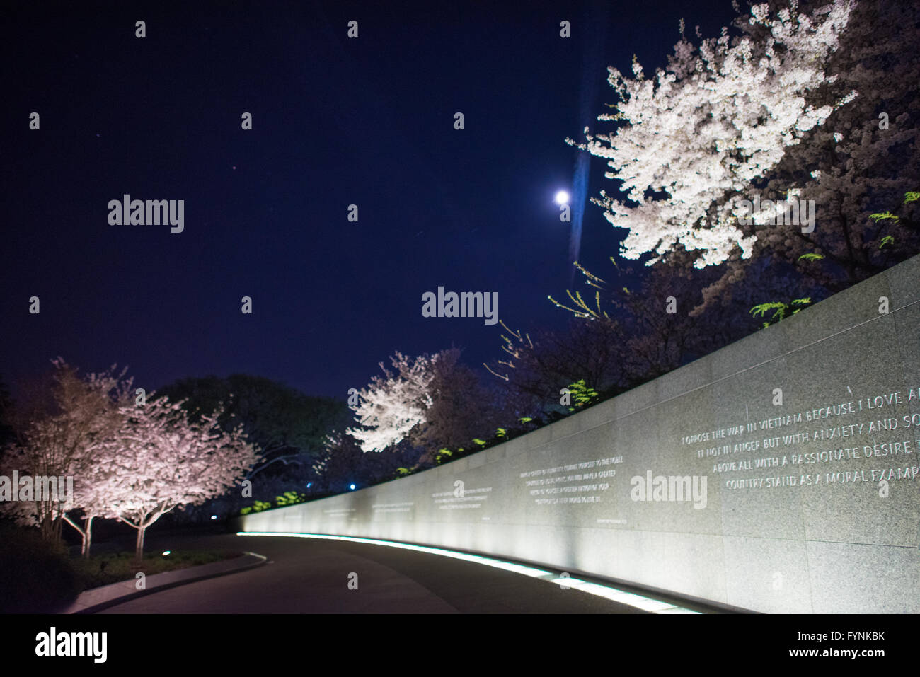 WASHINGTON DC - i fiori di ciliegio sono illuminati di notte al Martin Luther King Jr. Memorial, situato lungo il bacino delle maree. Gli alberi fioriti, parte di un dono del Giappone nel 1912, fioriscono ogni primavera accanto al muro dell'iscrizione in granito del monumento. Il memoriale al leader dei diritti civili aprì al pubblico nel 2011. Foto Stock
