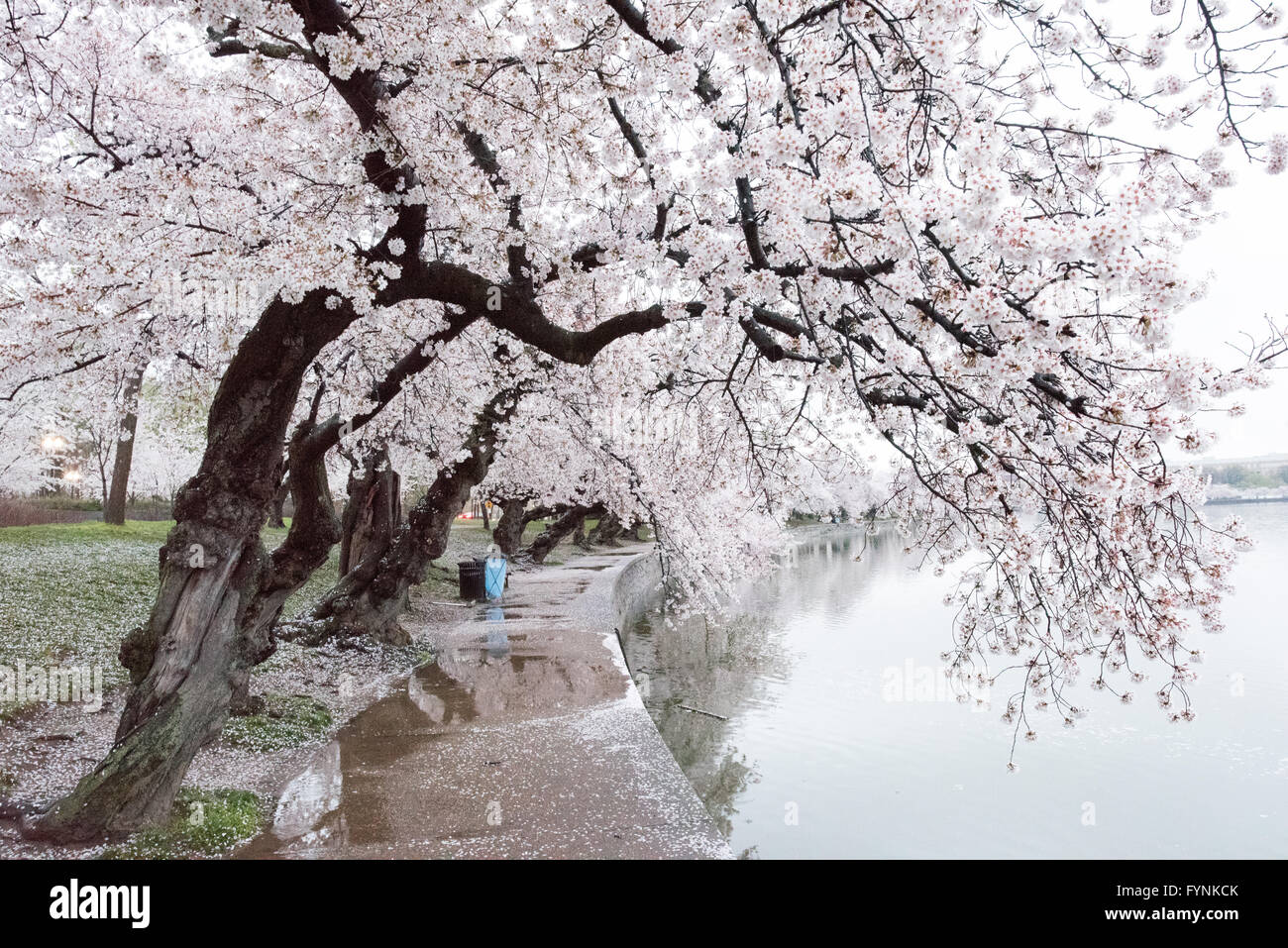 WASHINGTON DC - i ciliegi fiorenti sovrastano il percorso lungo il bacino delle maree, con petali caduti che coprono il terreno bagnato. Gli alberi, un dono del Giappone nel 1912, sono l'attrazione principale dell'annuale National Cherry Blossom Festival. Foto Stock