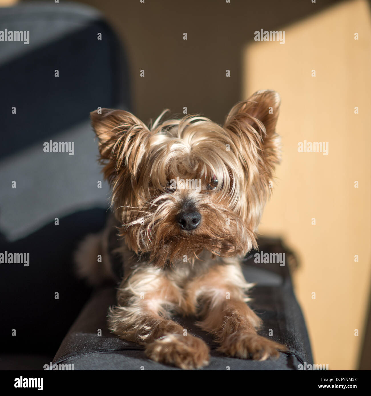 Chiudere fino ad appoggiarsi Yorkshire terrier guardando verso la telecamera Foto Stock