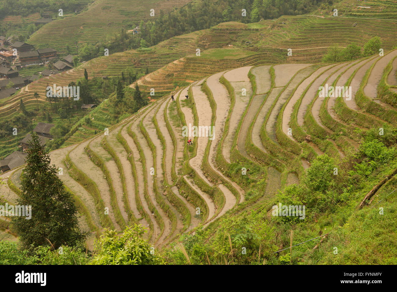 Le splendide terrazze di riso di ping an in Longji, Guangxi Regione autonoma, Cina Foto Stock