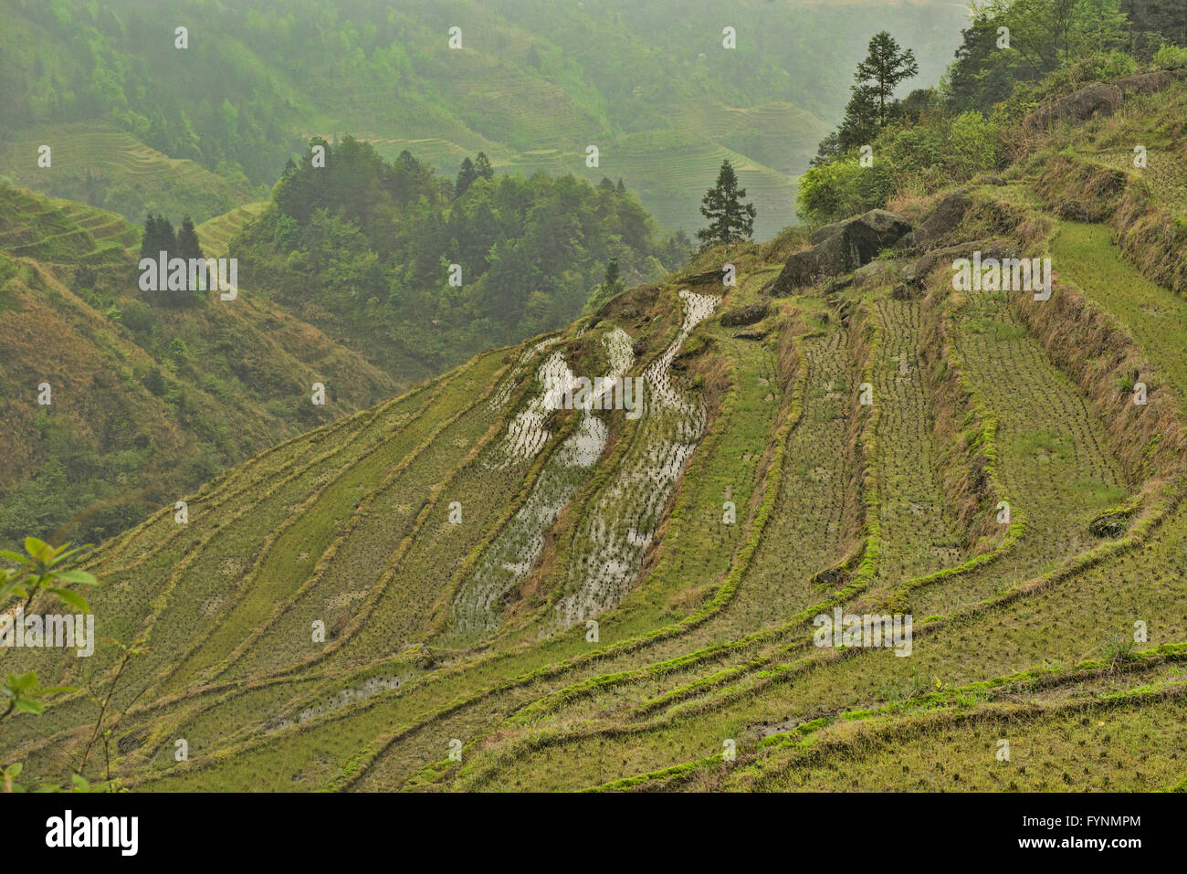 Le splendide terrazze di riso Jinkeng in Longji, Guangxi Regione autonoma, Cina Foto Stock