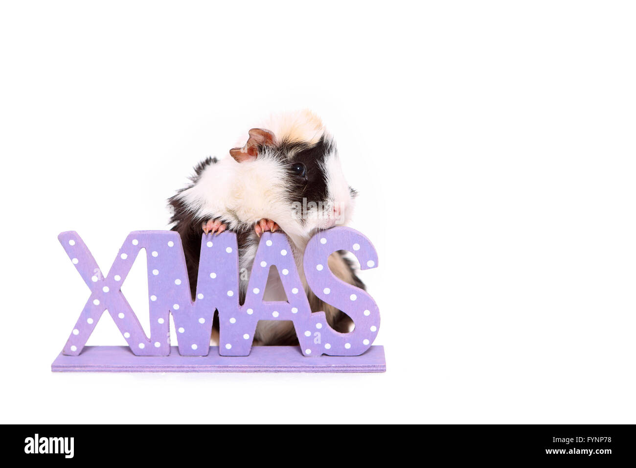 Abissino di cavia dietro le lettere di Natale. Studio Immagine contro uno sfondo bianco. Germania. Foto Stock
