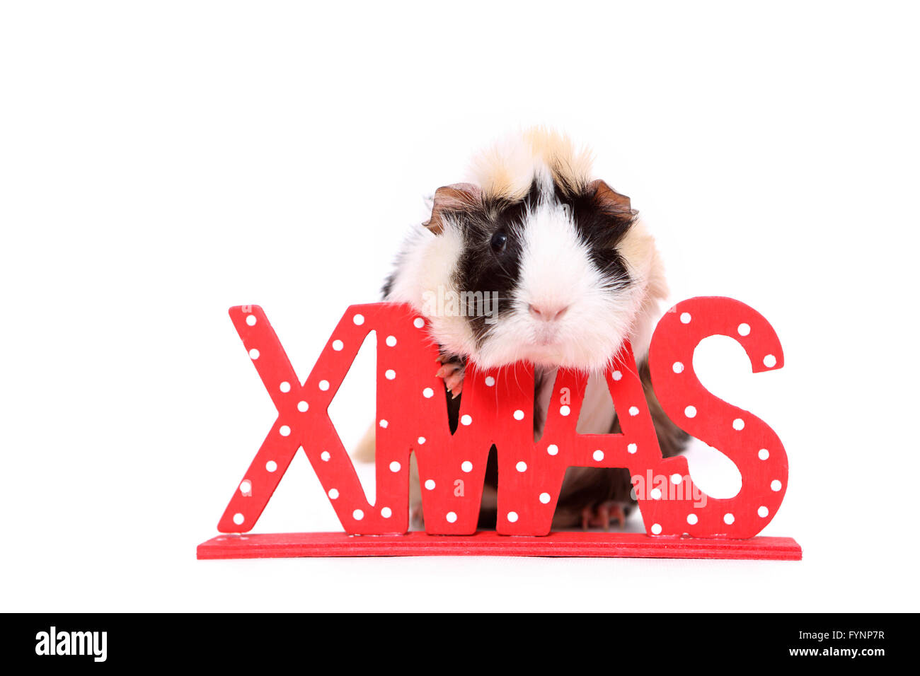 Abissino di cavia dietro le lettere di Natale. Studio Immagine contro uno sfondo bianco. Germania. Foto Stock