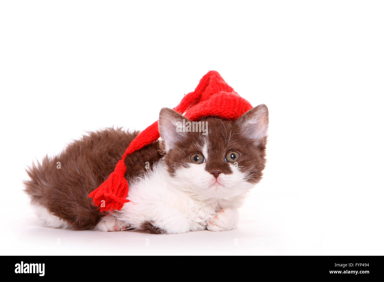 Selkirk Rex. Gattino sdraiato, indossando rosso cappuccio appuntito. Studio Immagine contro uno sfondo bianco. Germania Foto Stock
