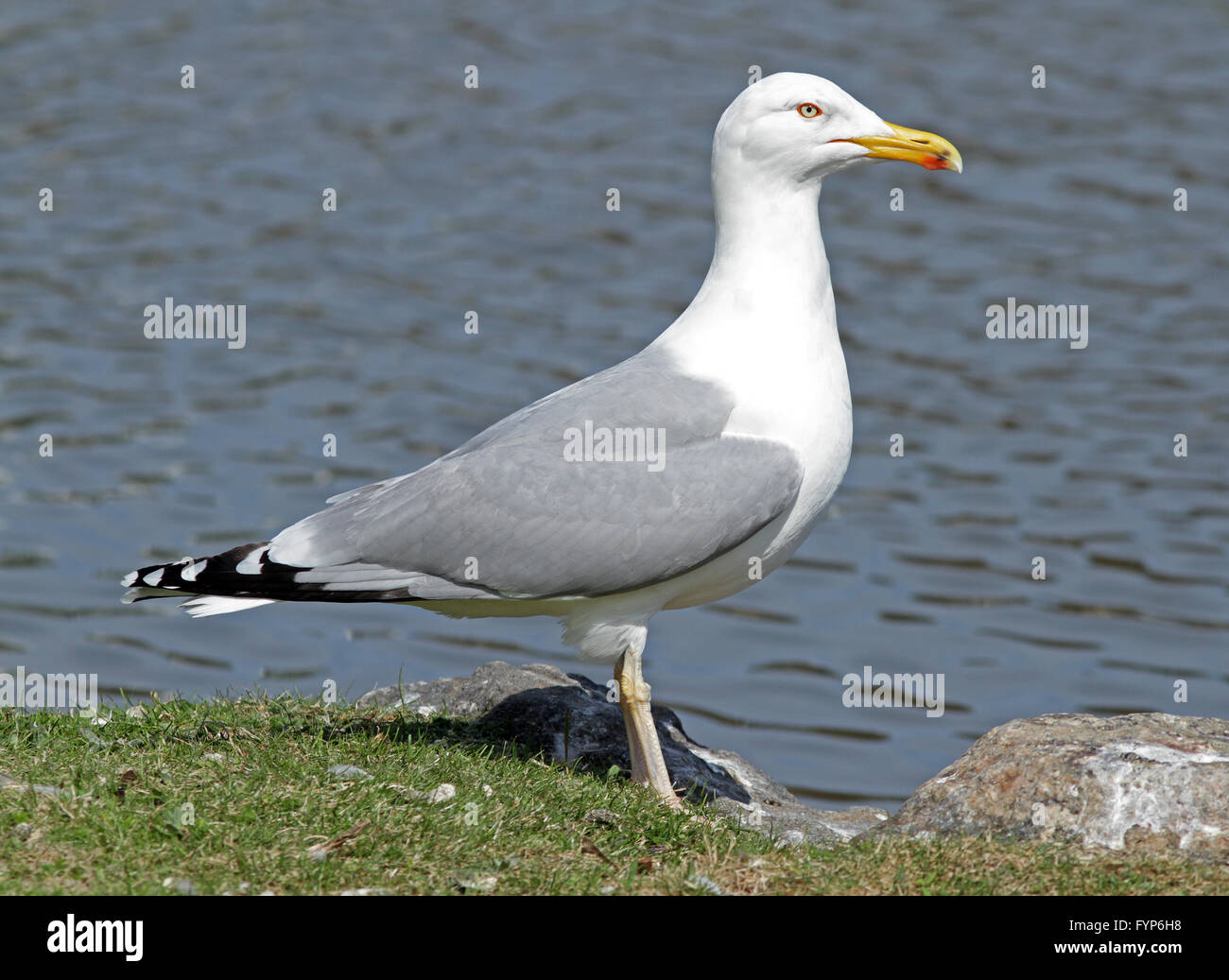 Gabbiano europeo di aringa in piedi sulla riva Foto Stock