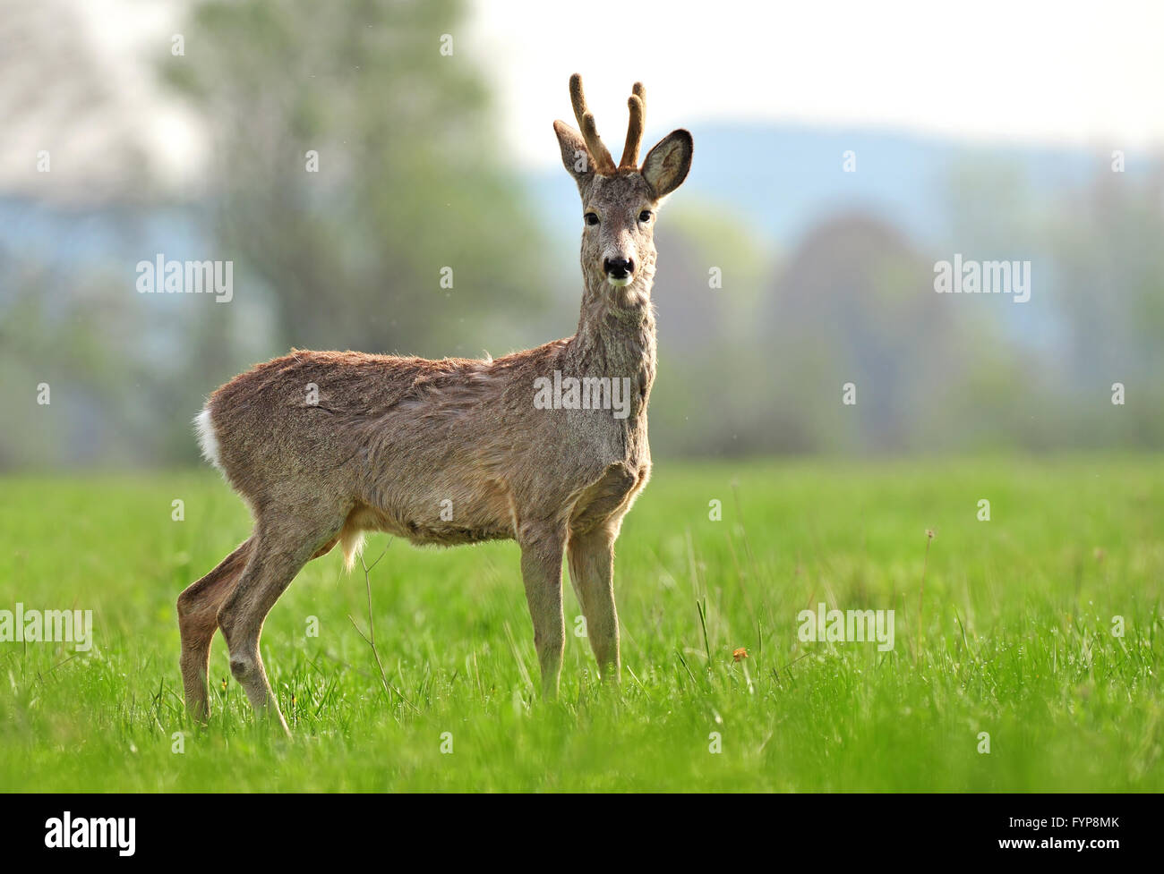 Wild capriolo in un cappotto Modifica processo Foto Stock