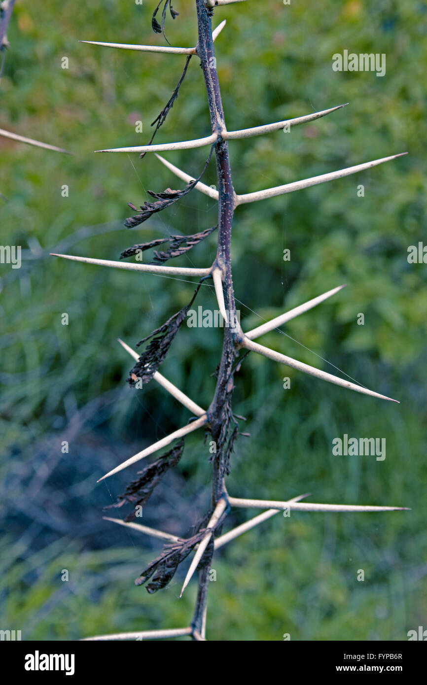 Spine di Acacia Nilotica Foto Stock