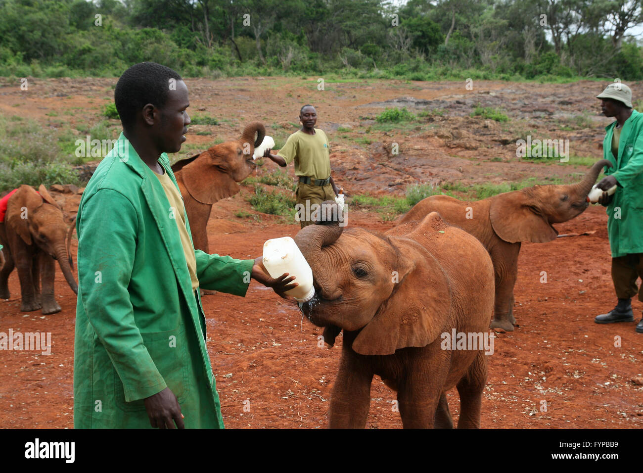 Uno del Kenya Wildlife Conservation carità, elefanti orfanotrofio Foto Stock