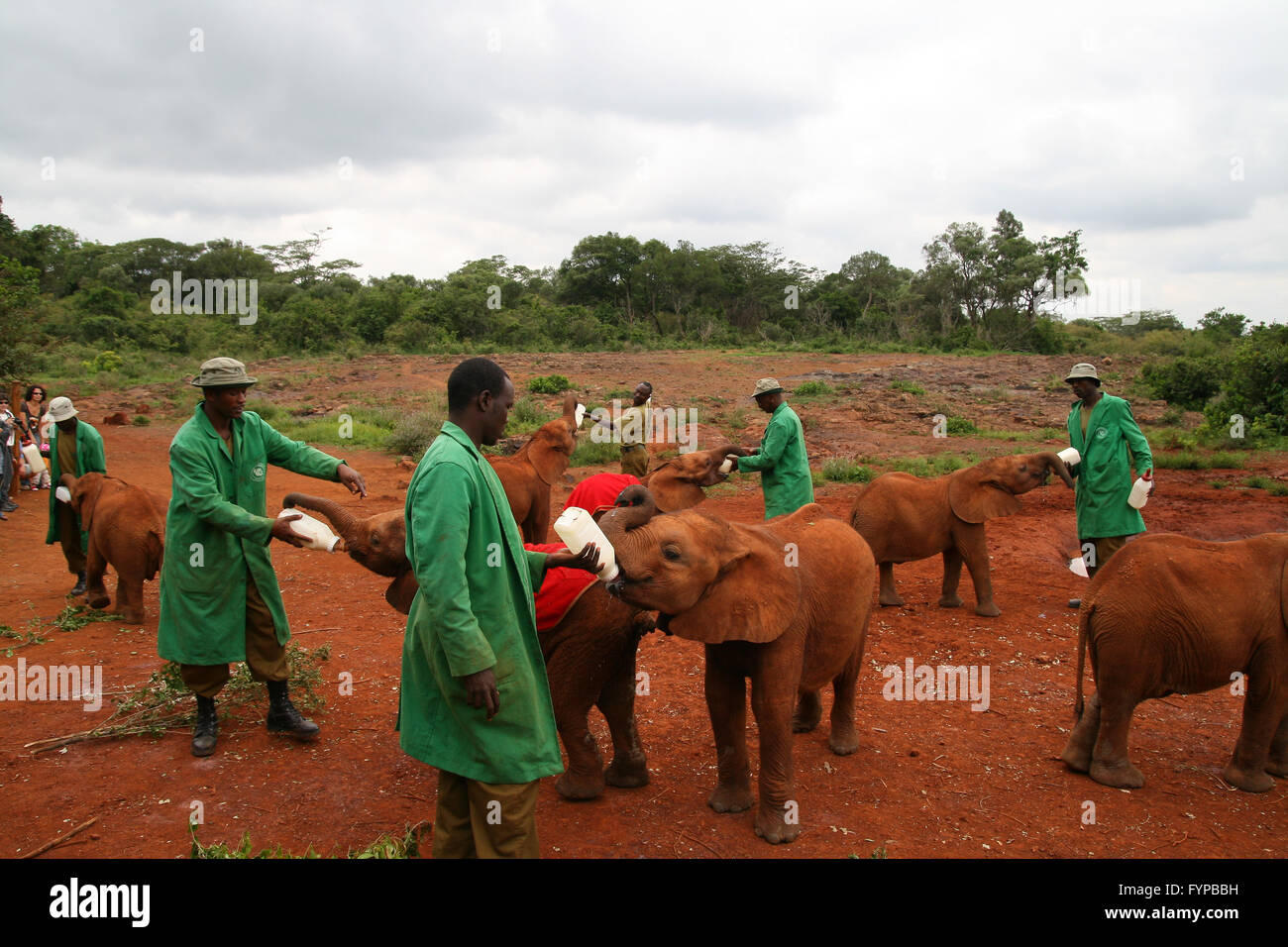 Uno del Kenya Wildlife Conservation carità, elefanti orfanotrofio Foto Stock