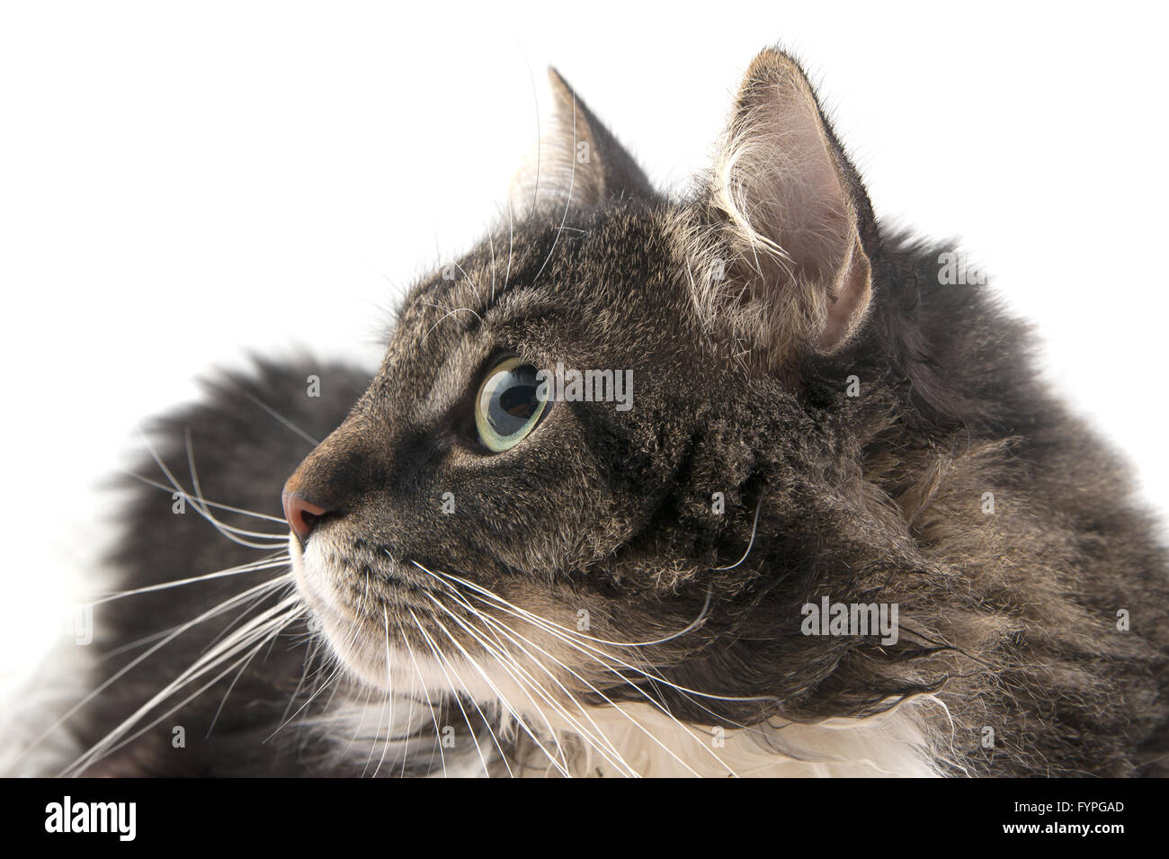 Ritratto di un gatto di close-up nel profilo. Foto Stock
