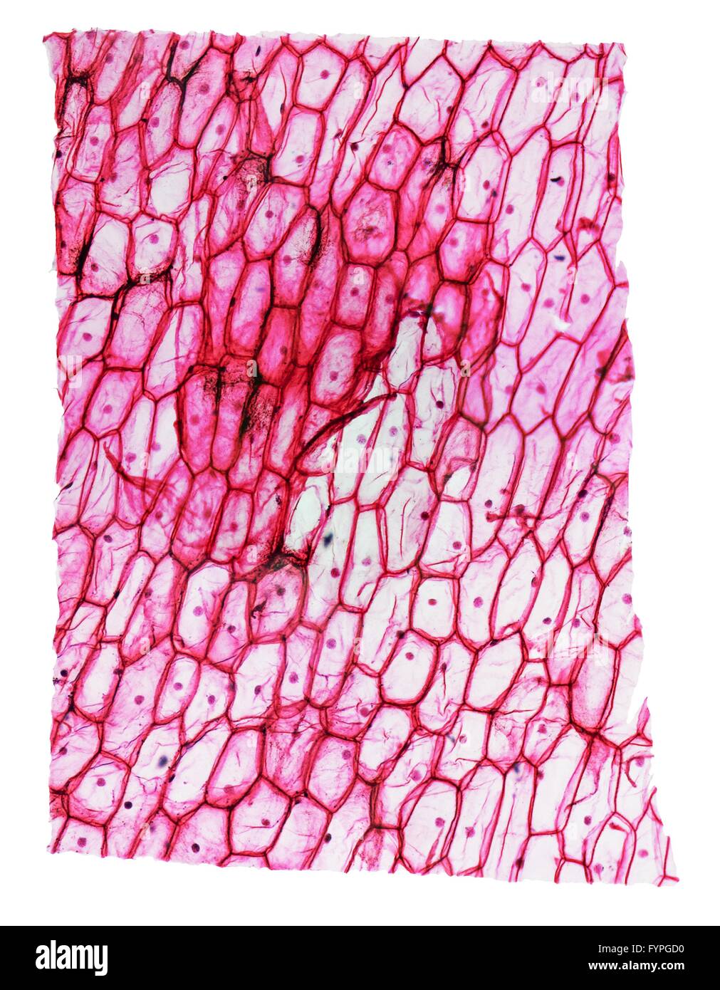 Onion skin cells immagini e fotografie stock ad alta risoluzione Alamy