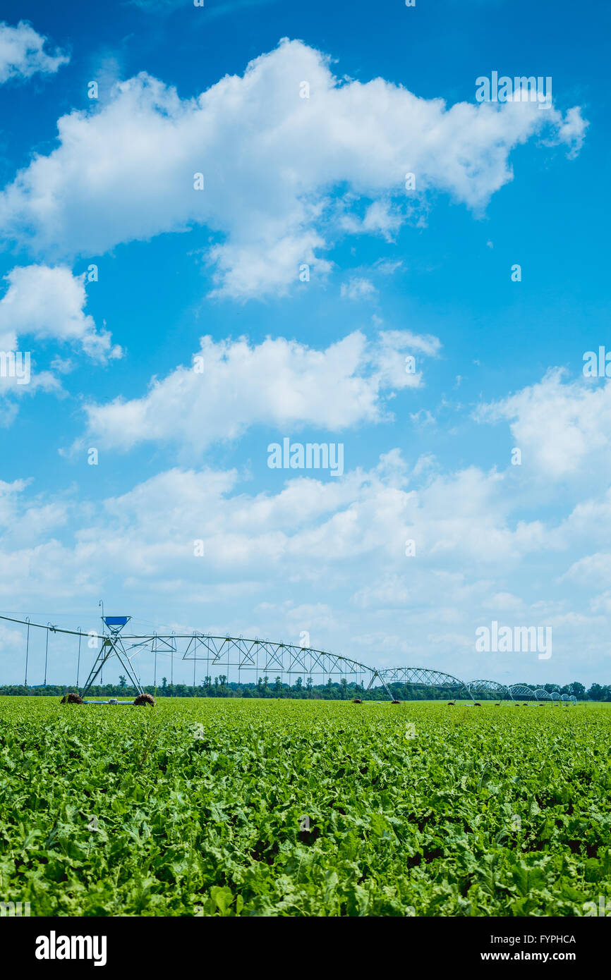 Campo di barbabietole macchina di irrigazione Foto Stock