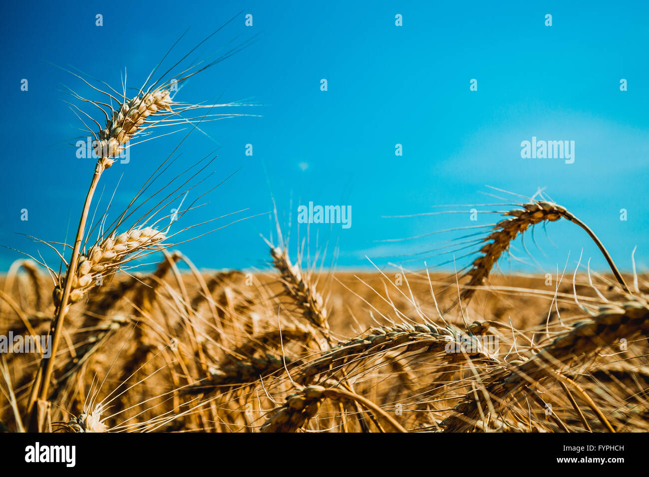 Campo di grano e cielo blu Foto Stock