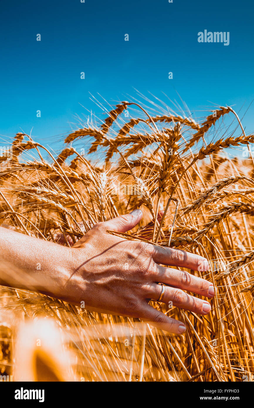 Bambina corre una mano attraverso le spighe di grano Foto Stock