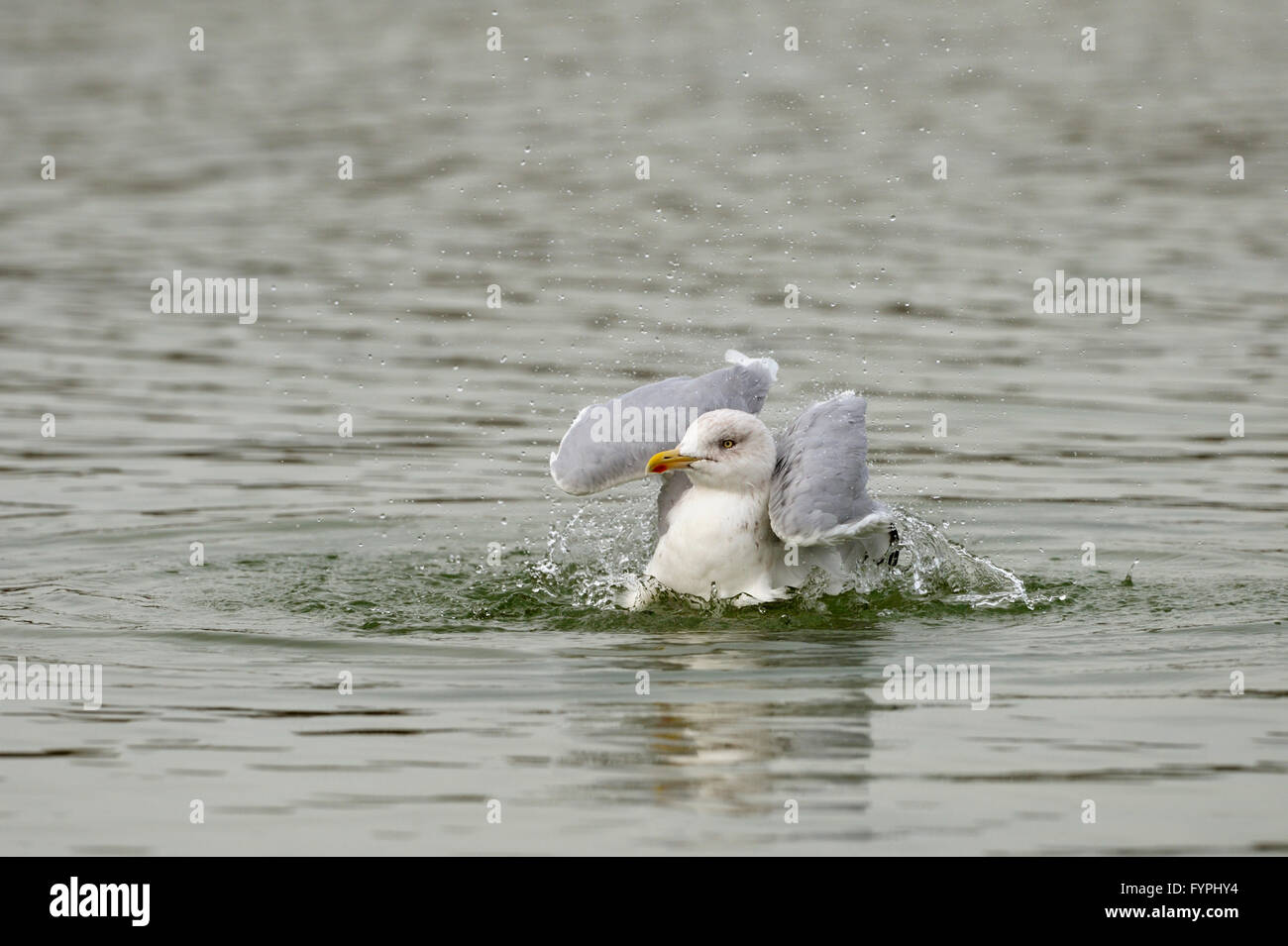 Aringa gabbiano (Larus argentatus) la balneazione. Regno Unito. Foto Stock