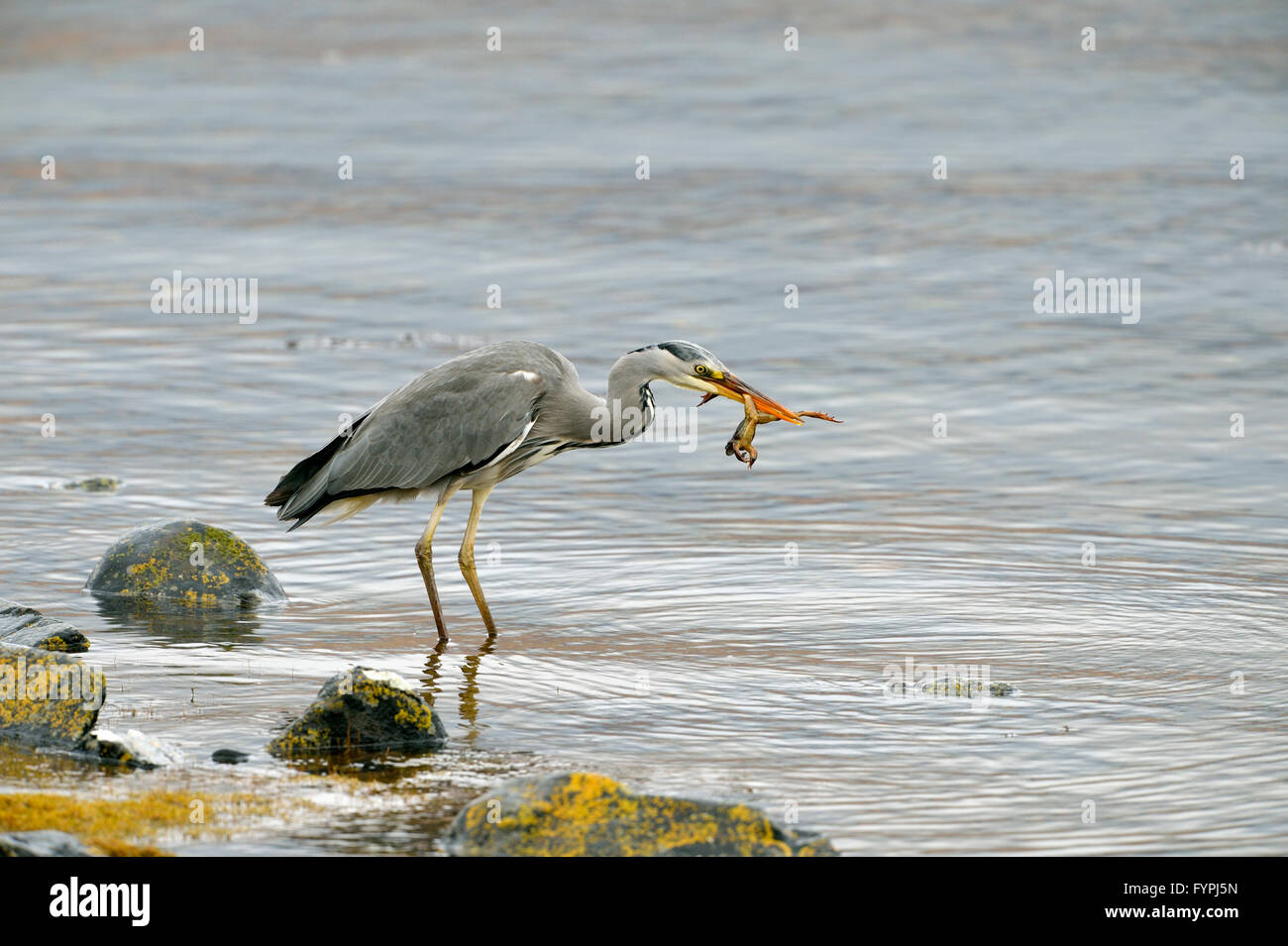 Airone cinerino (Ardea cinerea) con una rana da un mare di loch. Isle of Mull, Scotland, Regno Unito Foto Stock