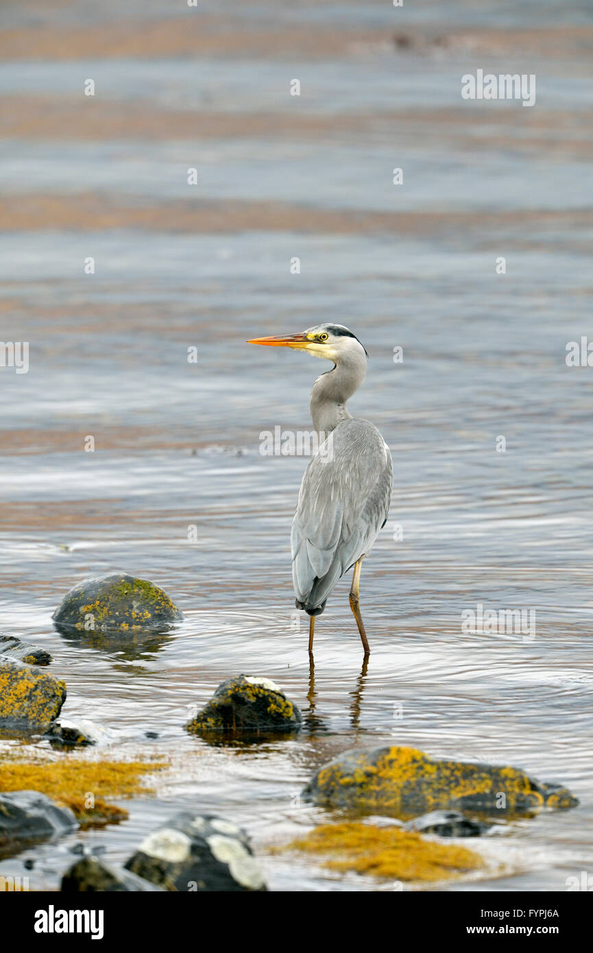 Airone cinerino (Ardea cinerea) da un mare di loch. Isle of Mull, Scotland, Regno Unito Foto Stock