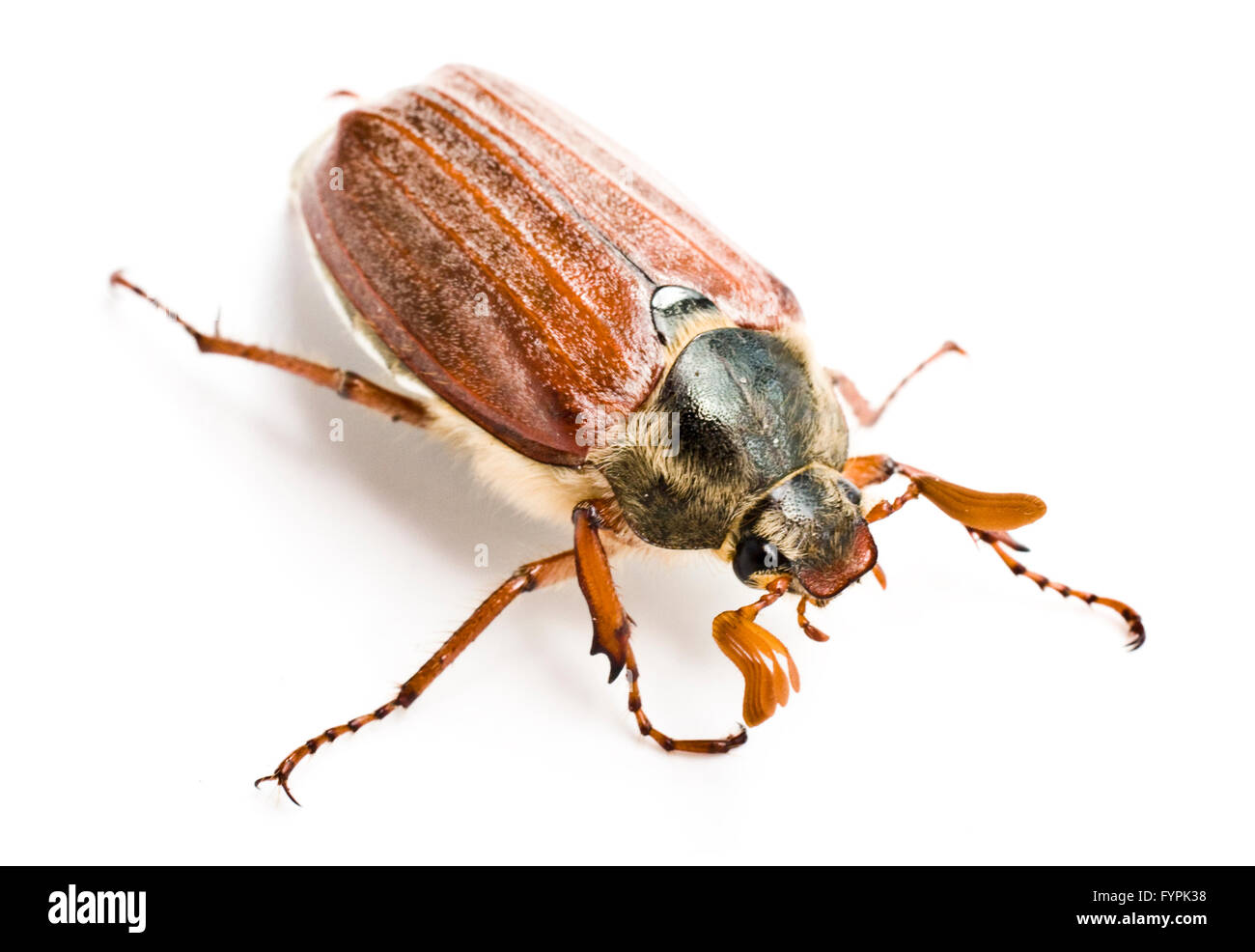 Insetto Maybug Beetle Foto Stock