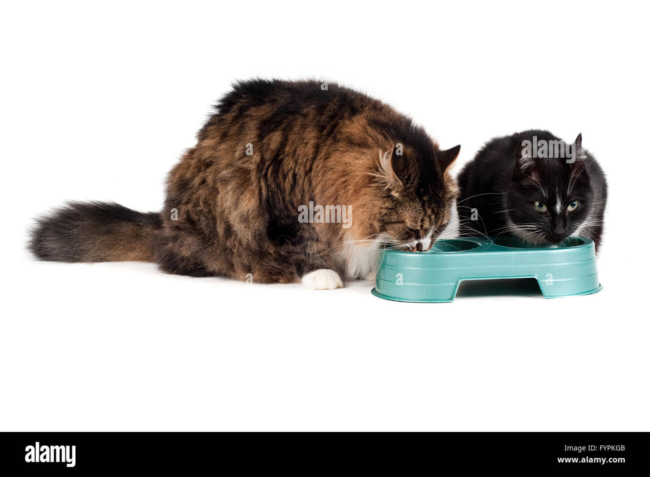 Due gatti mangiare Foto Stock