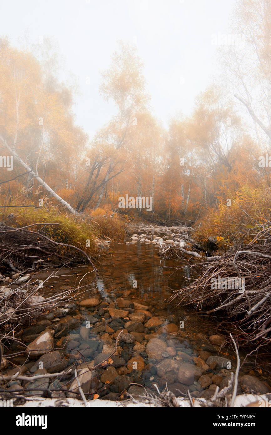 Fiume di autunno Foto Stock