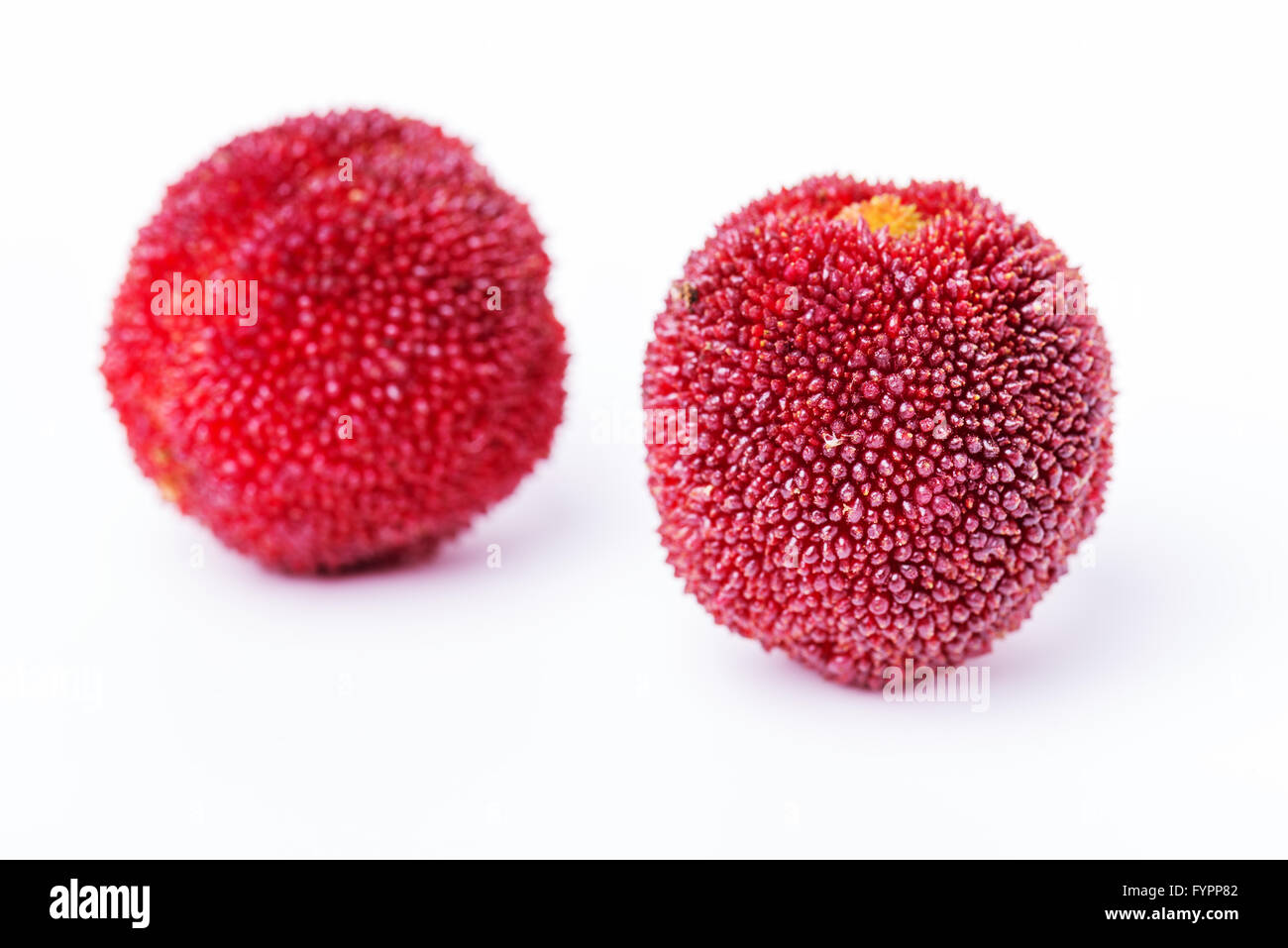 Rosso e mature waxberry sotto lo sfondo bianco Foto Stock