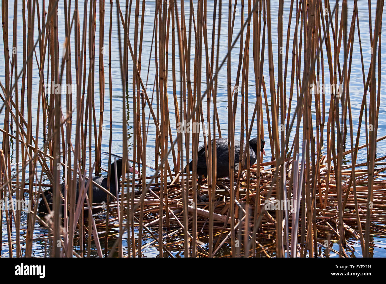 Coot giovane di entrare in un nido fatto di giunchi floating tra canneti sulle sponde di un lago. Foto Stock