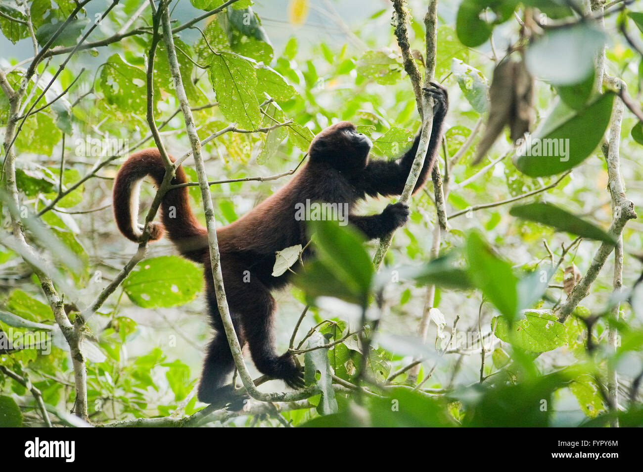 Giallo peruviano-tailed lanosi scimmia (Oreonax flavicauda) specie gravemente minacciate, Yugas foreste, Ande orientali, Amazonas, Perù Foto Stock