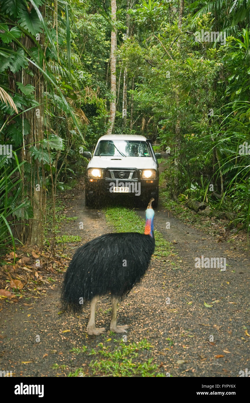 Southern o Double-Wattled Casuario (Casuarius casuarius), affronta auto sulla strada, Queensland, Australia Foto Stock