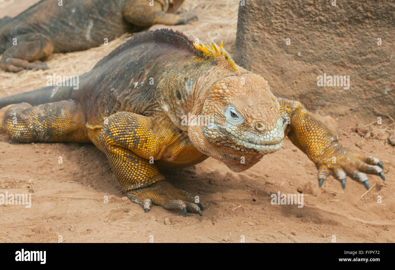 Terra Galapagos Iguana (Conolophus subcristatus) , North Seymour Island, Isole Galapagos, Ecuador Foto Stock