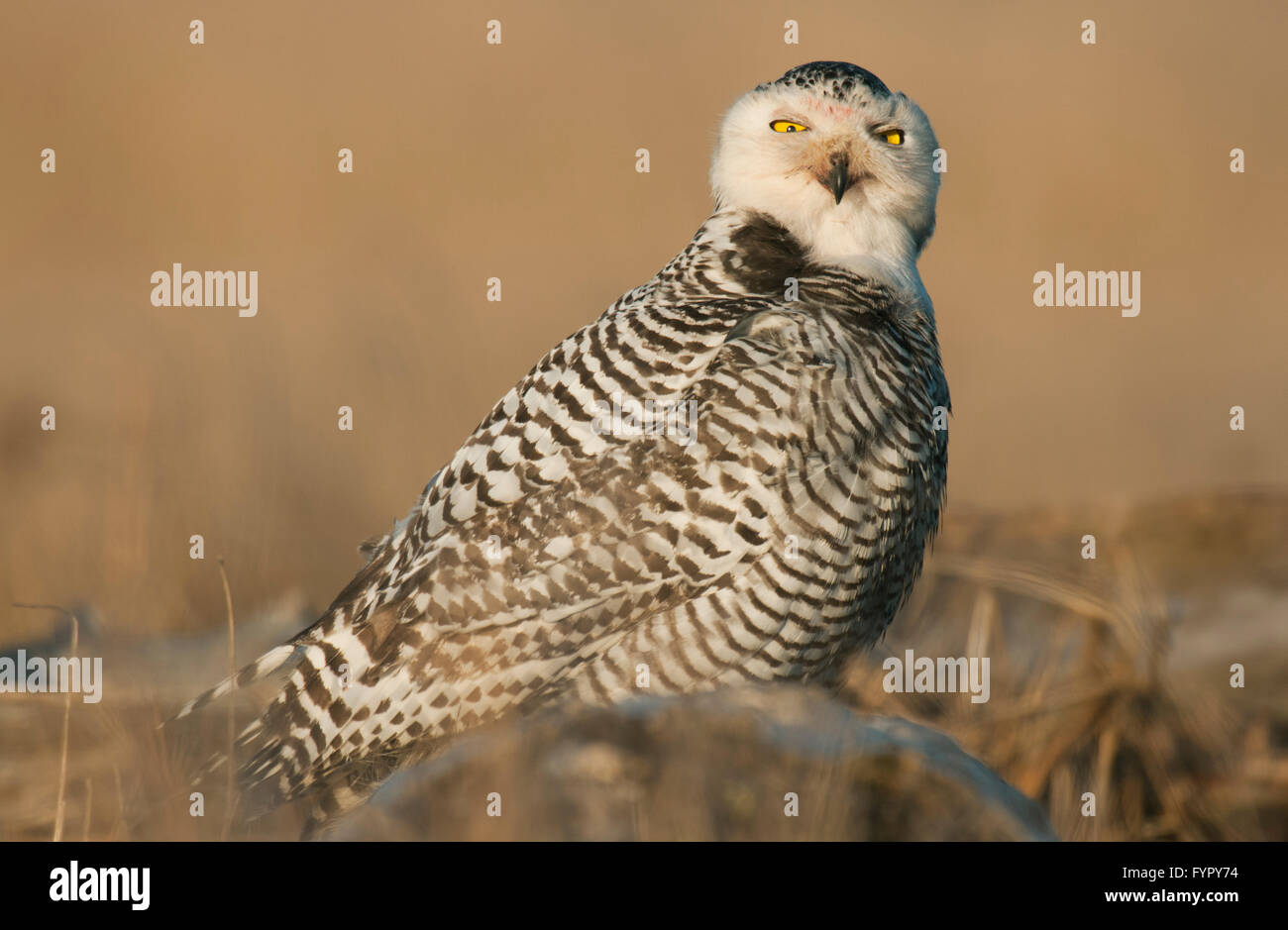 Civetta delle nevi (Bubo scandiacus) Inverno, Grays Harbor, nello Stato di Washington Foto Stock