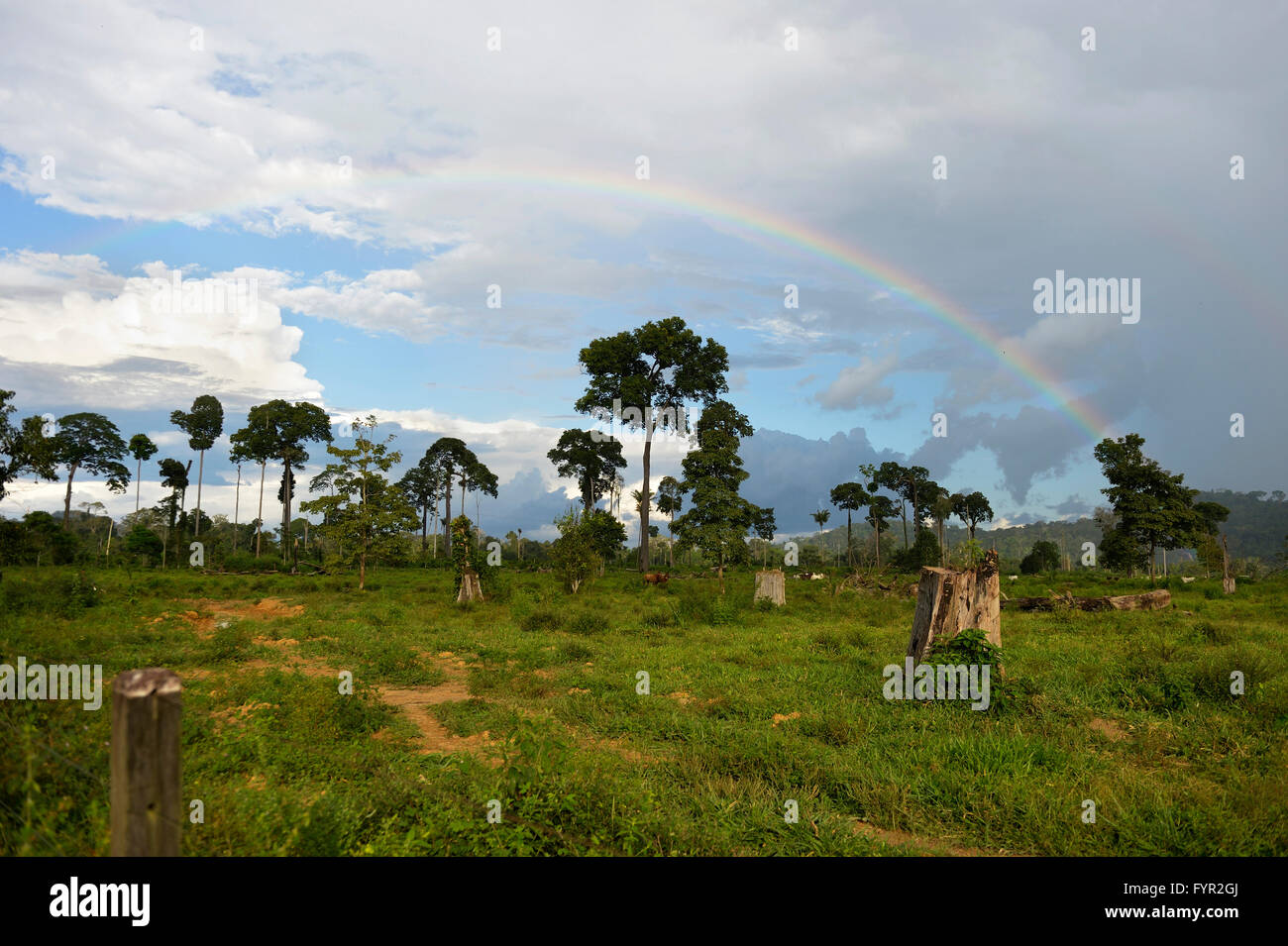 Area disboscate nella foresta pluviale per uso come pascolo con arcobaleno, la foresta pluviale amazzonica tra Itaituba e Trairão Foto Stock