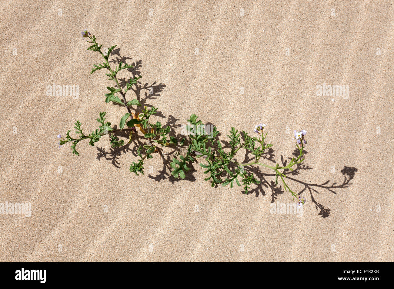 Fioritura delle piante nelle dune di sabbia, vagare per le dune di El Jable, Las Dunas de Corralejo, Corralejo parco naturale, Fuerteventura Foto Stock