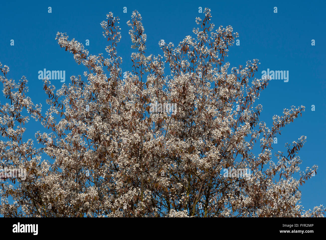 Blooming Juneberry (Amelanchier lamarckii), cielo blu, Baviera, Germania Foto Stock