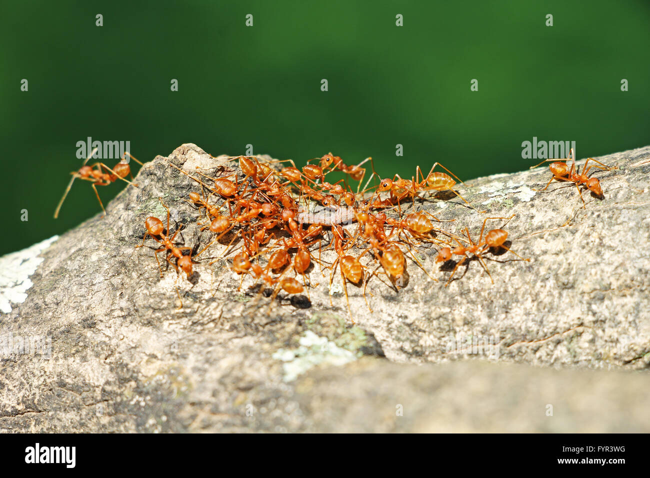 Weaver formiche nel lavoro di squadra. Gruppo di formiche come una squadra che porta loro cibo home Foto Stock