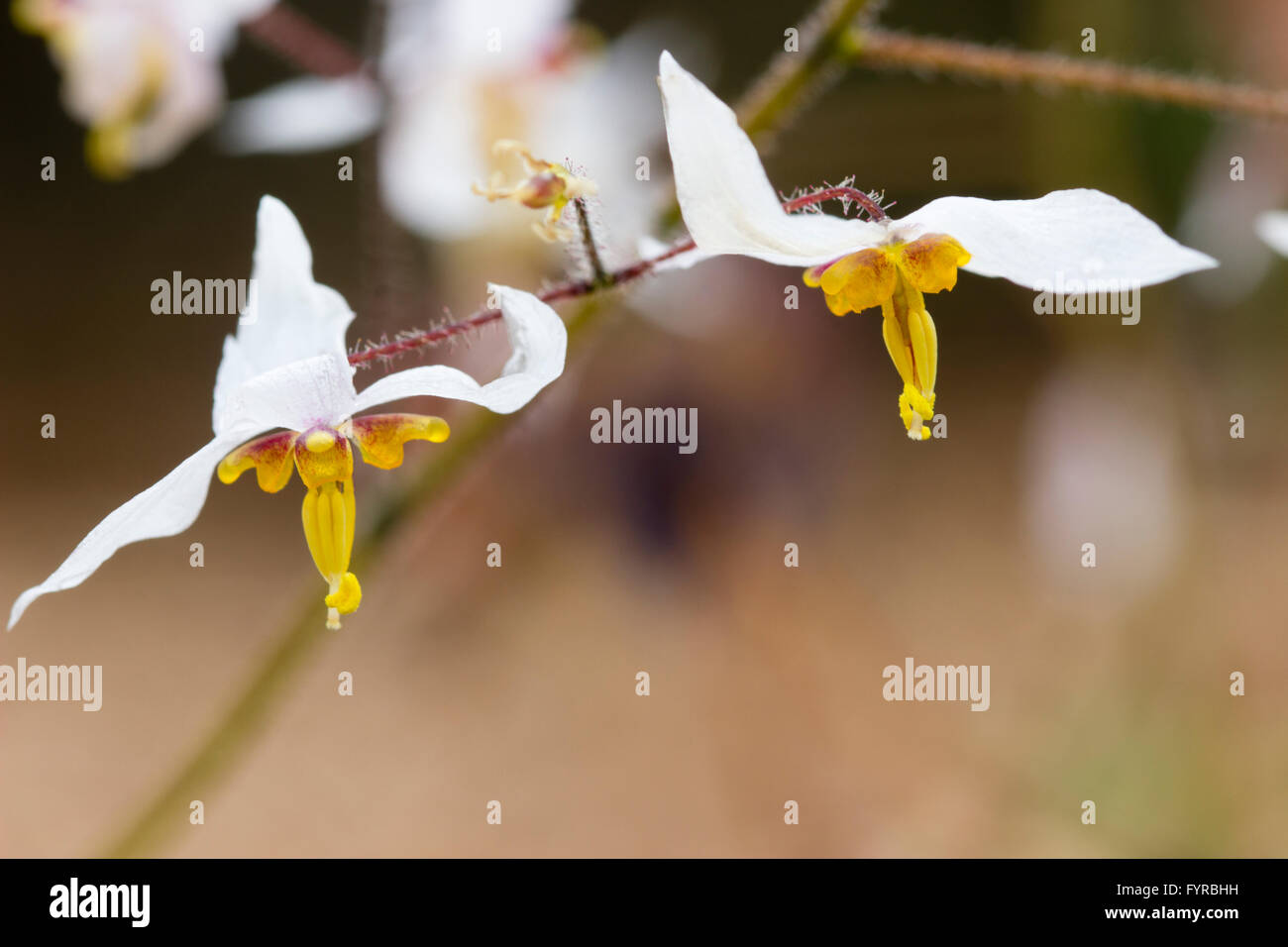 Due fiori della fioritura primaverile barrenwort, Epimedium 'Milky modo' Foto Stock