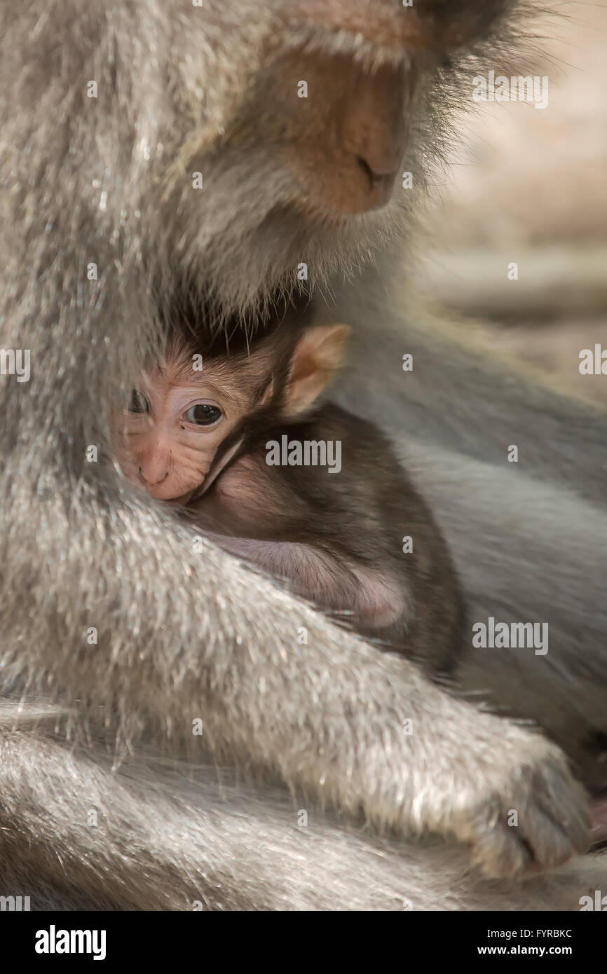 Amore cura il concetto di maternità. Piccolo bimbo con la madre macaco rhesus scimmie Foto Stock