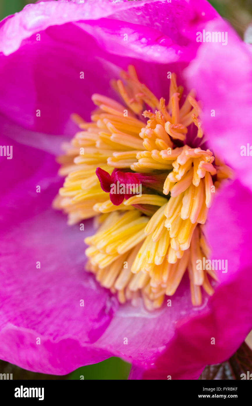 Close up macro di un fiore della specie peonia, Paeonia mairei, mostrando il pistillo rosso e ciuffo di stami gialli Foto Stock